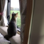 Invierno y animales: cómo proteger a las mascotas del frío