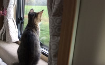 Invierno y animales: cómo proteger a las mascotas del frío