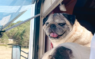 El peligro de dejar a tu perro en el coche