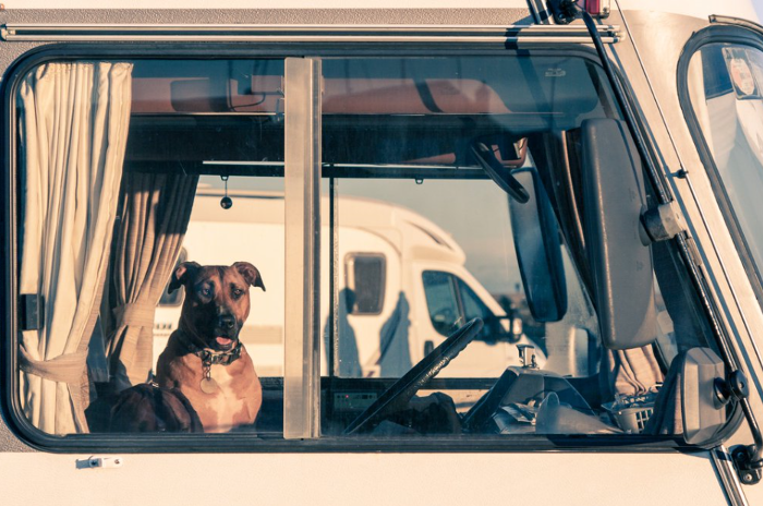 Mis perros viajan en autocaravana