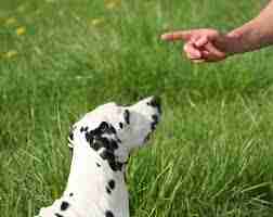 Cómo educar al perro: los consejos que debes seguir