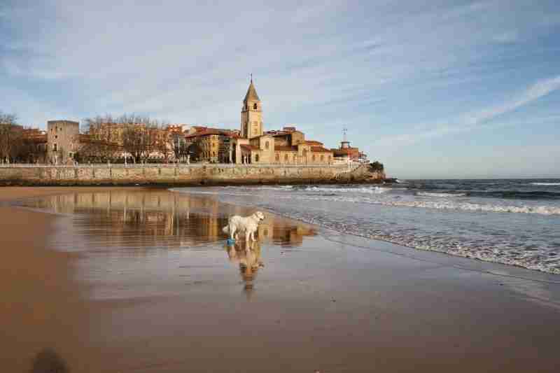 TOP 5 hoteles para mascotas en Asturias