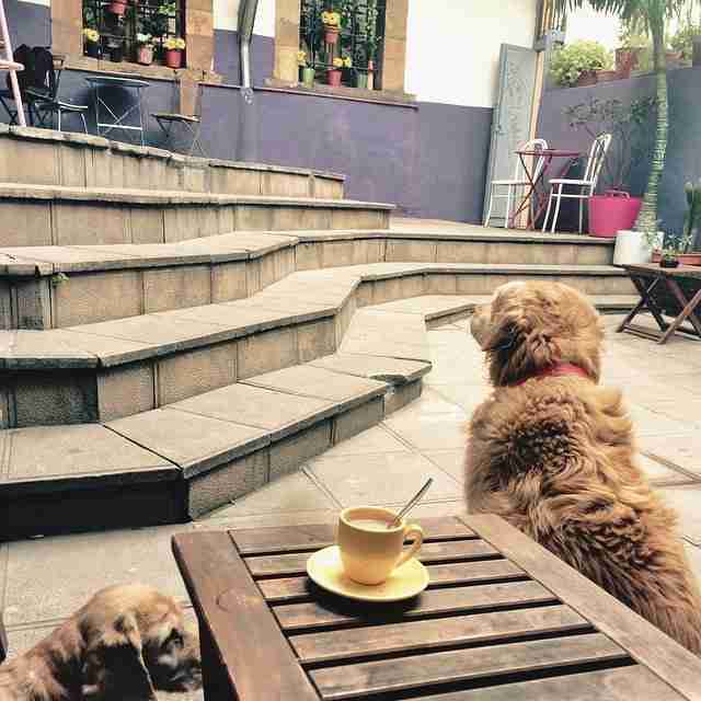 Las mascotas también entran: bares en Oviedo para ir con perros