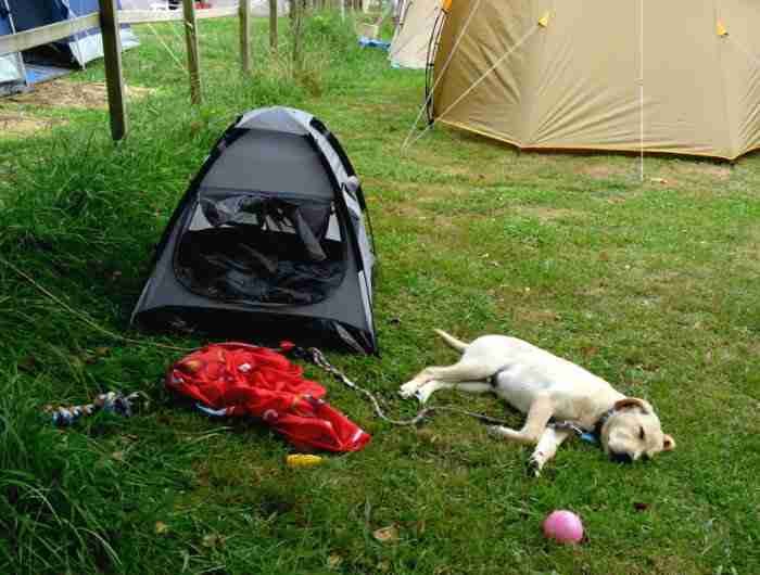 Campings que admiten mascotas en Asturias