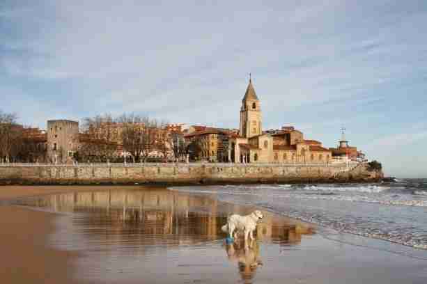 Todos los perros quieren nacer en Gijón