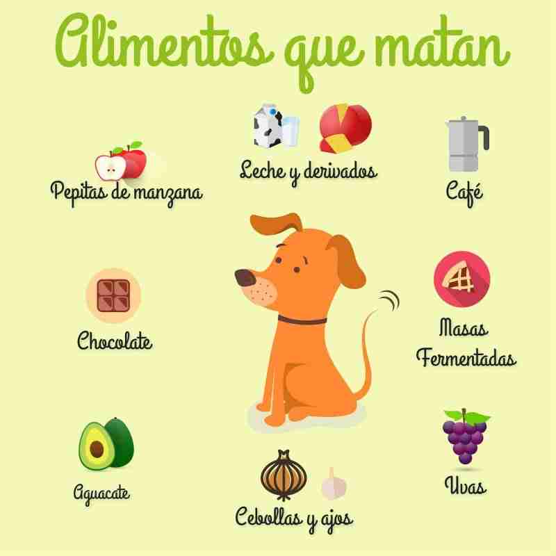 10 ejemplos de alimentos para perros | Vicente Velasco