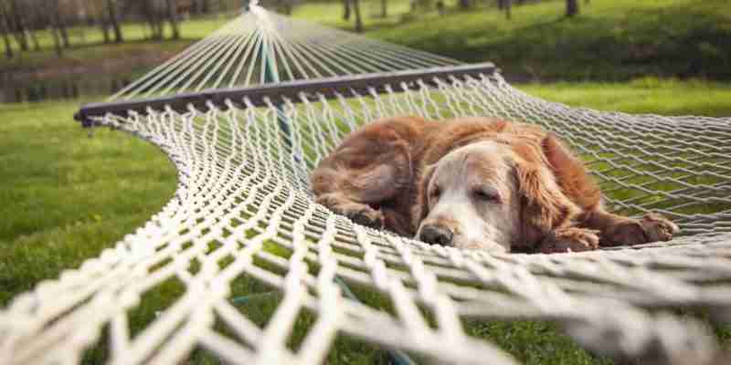 Escapadas de otoño con tu perro: 5 hoteles donde las mascotas son bienvenidas