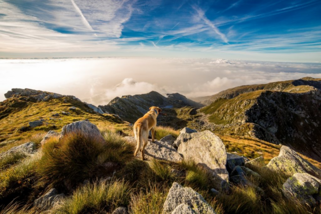 Senderismo con perros en Asturias: 4 rutas para hacer en otoño con tus mascotas