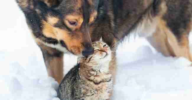 Invierno y animales: cómo proteger a las mascotas del frío