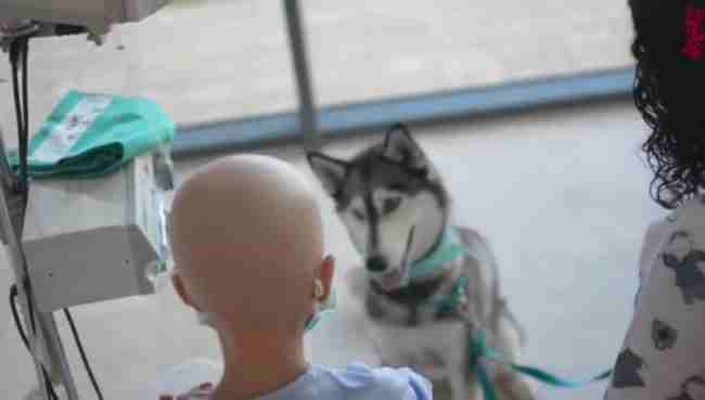 Firmas a favor de la terapia con perros en hospitales
