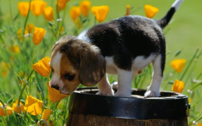 8 cuidados para  mascotas en primavera