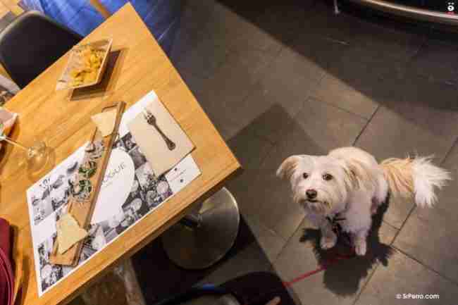 Controversia Facturable mapa Sitios para comer y cenar que admiten perros en Gijón y Oviedo (Asturias)