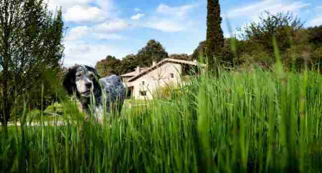 Bienvenidas mascotas: turismo rural con perros en Asturias