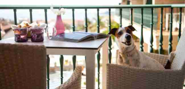 los mejores hoteles para perros en españa