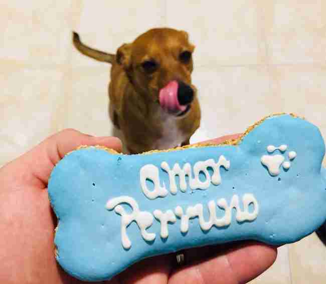 Celebraciones perrunas: repostería para perros en Oviedo