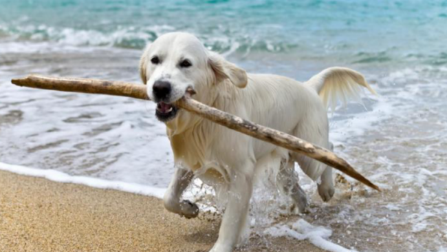Verano 2018: playas para perros en Asturias