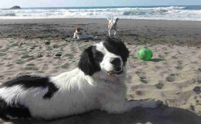 ¿A qué playa puedo ir con mis perros en Avilés - Asturias?