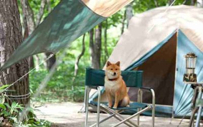 Escapada: 4 balnearios que aceptan mascotas
