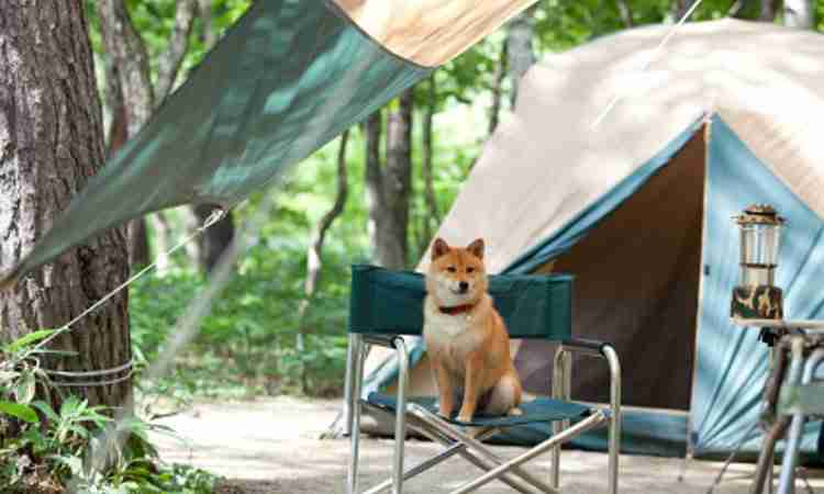 camping-mascotas