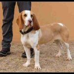 "Cada año se abandonan más de 1.000 perros en Asturias"