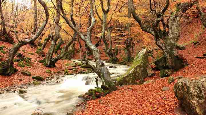 ¡Los colores te van a conquistar a primera vista con estas rutas camper en otoño. 