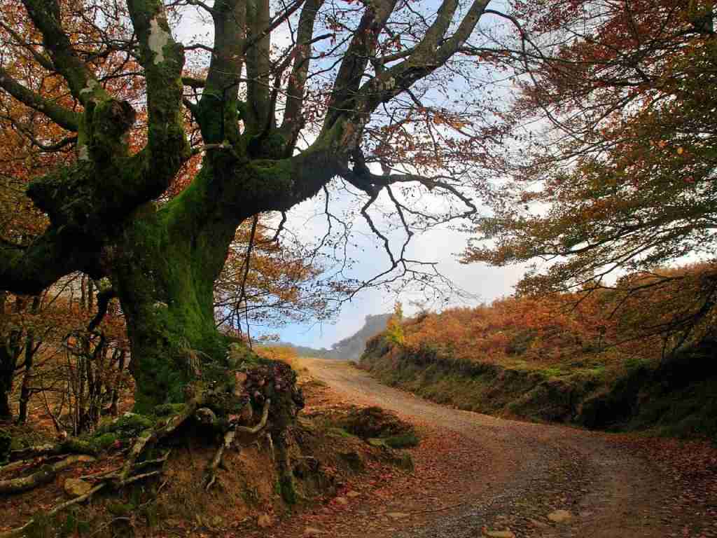 ¡Los colores te van a conquistar a primera vista con estas rutas camper en otoño. 