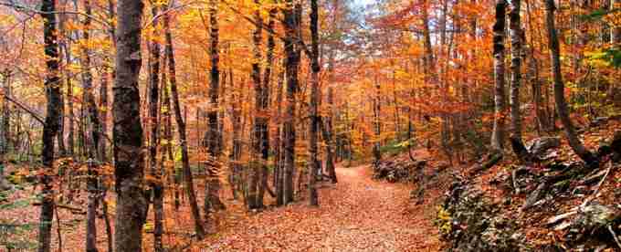 ¡Los colores te van a conquistar a primera vista con estas rutas camper en otoño. 