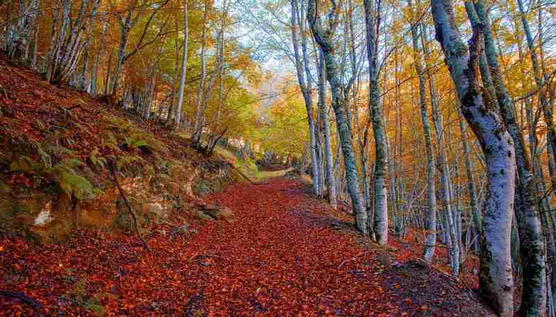 parque natural de redes hayedos y bosques en otoño