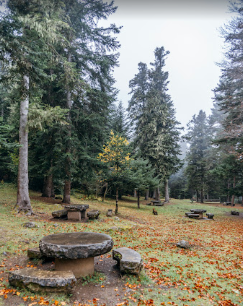 bosque de baricauba, lerida, valle de aran en los pirineos catalanes | vicente velasco correduria de seguros