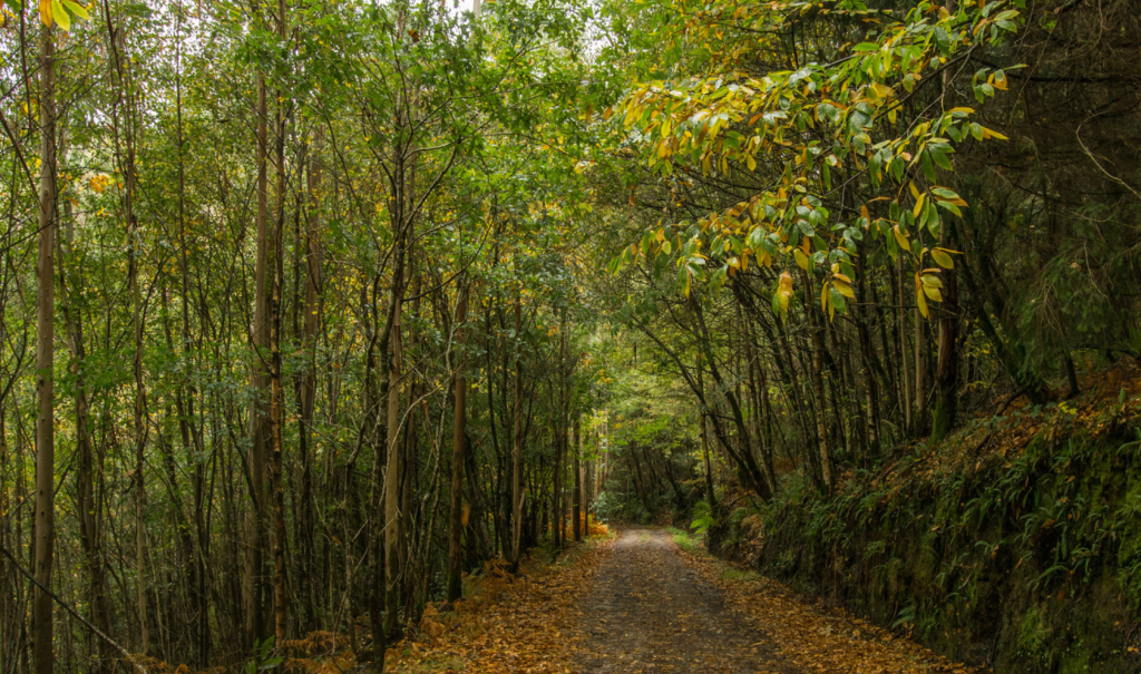 Parque natural fragas de Eume - Galicia - viaje en autocaravana qué ver y hacer - Vicente Velasco Seguros para autocaravanas