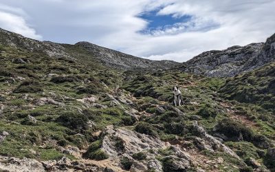 Planes con perros en Asturias
