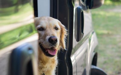 Consejos para viajar con tu perro en Autocaravana o Camper