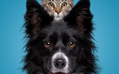Cómo salvar la vida de tu perro en una emergencia