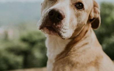 Bienvenidas mascotas: restaurantes que admiten perros en Asturias