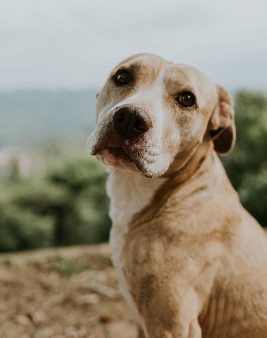 Gijón con perro: la aplicación móvil que alerta de las zonas con veneno