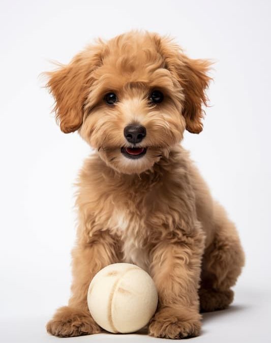 Trucos para educar a un cachorro