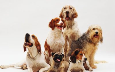 Las mascotas, el remedio para los asturianos que se sienten solos