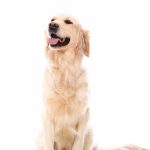 Perro 4