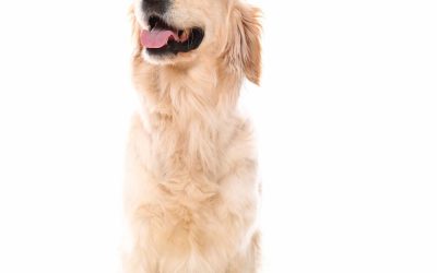 Tomar algo con nuestras mascotas: bares para perros en Asturias